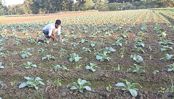 গোমতীর চরে আগাম কপি চাষে কৃষকদের দৃষ্টি
