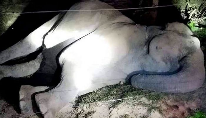 বৈদ্যুতিক ফাঁদে বন্য হাতির মৃত্যু, কৃষক আটক