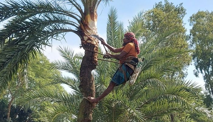 আসছে খেজুর রসের ঘ্রাণে মধুর সময় 