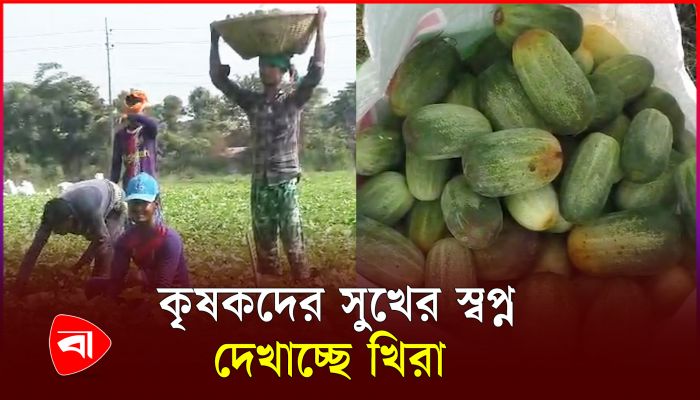 মেঘনায় খিরার বাম্পার ফলনে অধিক লাভের স্বপ্ন দেখছেন কৃষক