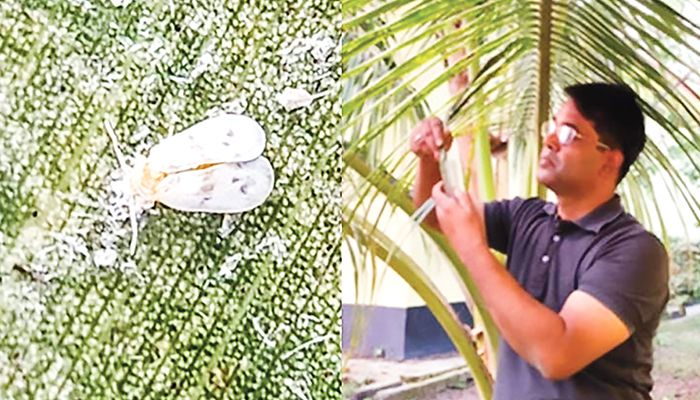 নারিকেল গাছে সাদা মাছির নতুন প্রজাতি শনাক্ত