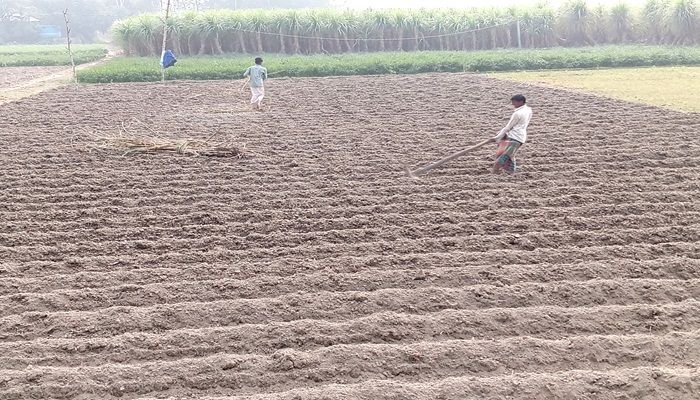 ভালো দাম মেলায় আগ্রহ বাড়ছে আখ চাষে