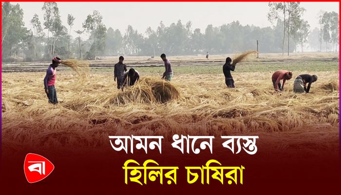 হিলিতে আমন ধান নিয়ে ব্যস্ত চাষিরা
