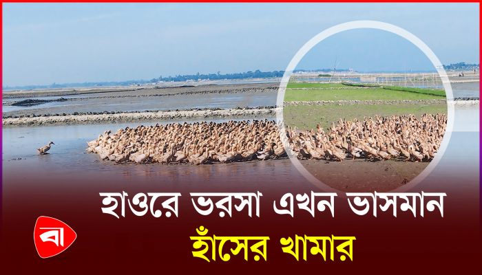 হাওরে পথে পথে ভাসমান হাঁসের খামার