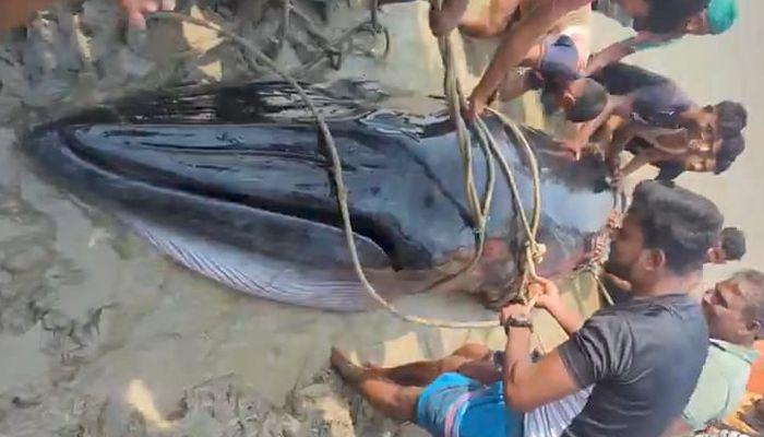 হাতিয়ার মেঘনায় মিলল বিশালাকৃতির তিমি