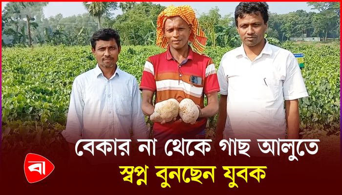 পাকুন্দিয়ায় গাছ আলু চাষে ভাগ্য খুলেছে শতাধিক কৃষকের