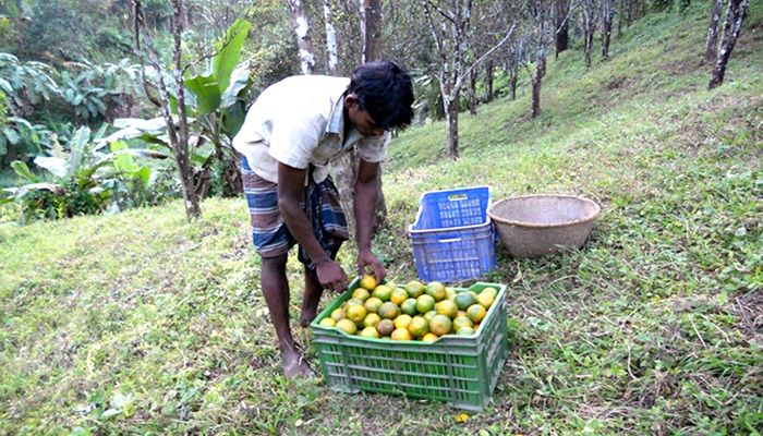 কমলার ফলনে কৃষকের মুখে হাসি
