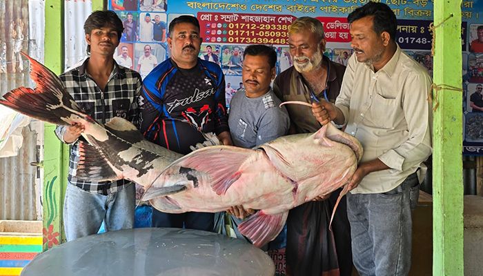 পদ্মা ধরা পড়ল ৫২ কেজির মহাবিপন্ন বাঘাইড়