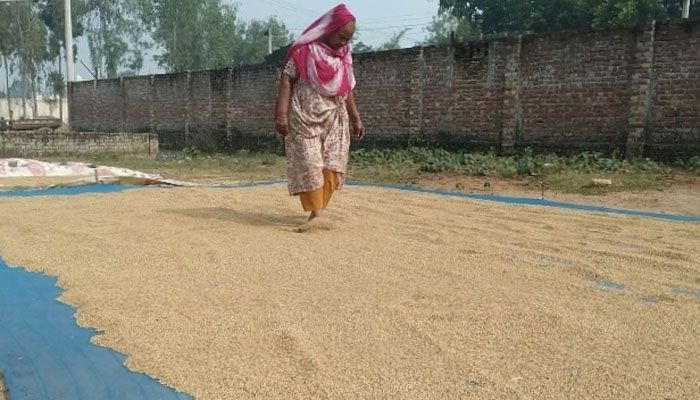 ধান কাটা-মাড়াই-সিদ্ধ-শুকানোয় ব্যস্ত হিলির আমন চাষিরা