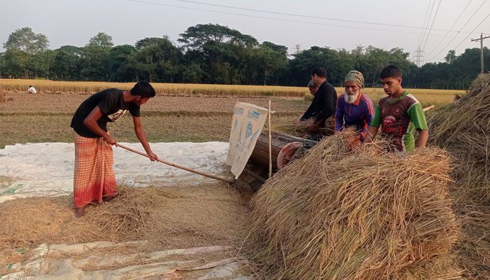 কিশোরগঞ্জে উৎসবমুখর পরিবেশে চলছে আমন কাটা-মাড়াই