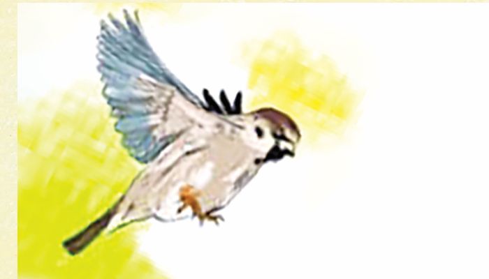 কুয়াশার পাখি