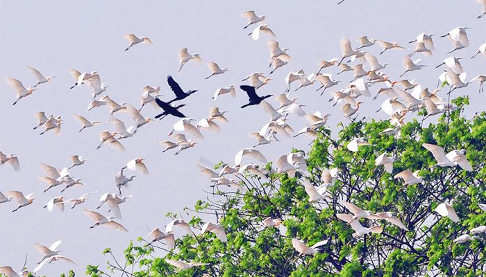 পাখির অভয়ারণ্য নড়াইলের পানিপাড়া