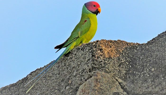 গোলকোন্দার দুর্লভ হীরামন টিয়া