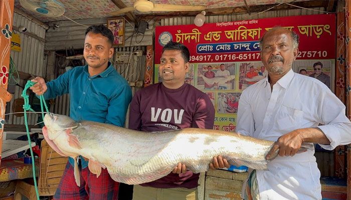 পদ্মায় ধরা পড়া ১৮ কেজির বোয়াল ৫২ হাজার টাকার বিক্রি