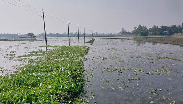গত বুধবার বাসাইল উপজেলা সদরের আন্দিরাপাড়া এলাকা থেকে তোলা। প্রবা ফটো