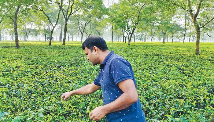 সমতলের চায়ের রাজ্যে