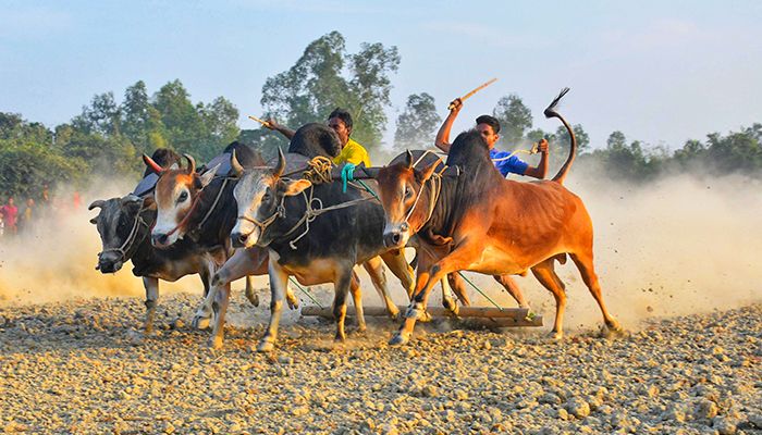 গ্রাম বাংলার ঐতিহ্যবাহী গরুর ‘মই দৌড়’