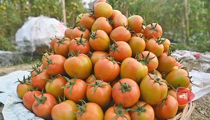 হাইব্রিড টমেটোর রঙিন সাফল্য