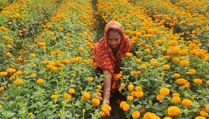 ফুলের রাজ্য গদখালী