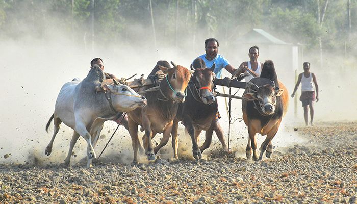 গ্রাম বাংলার ঐতিহ্যবাহী গরুর ‘মই দৌড়’