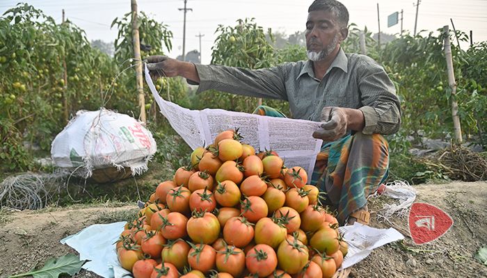 হাইব্রিড টমেটোর রঙিন সাফল্য