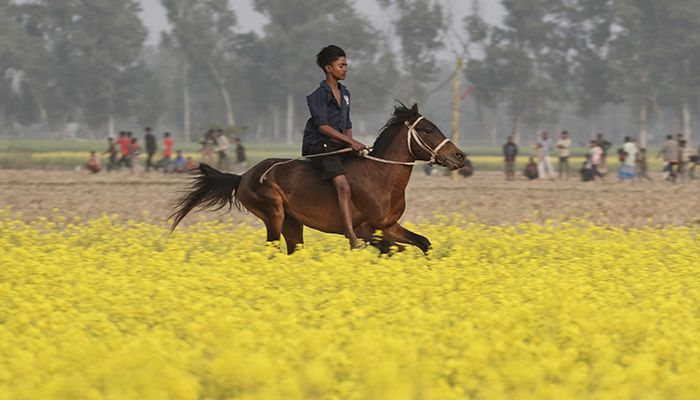 বগুড়ায় ঐতিহ্যবাহী ঘোড়দৌড় প্রতিযোগিতা