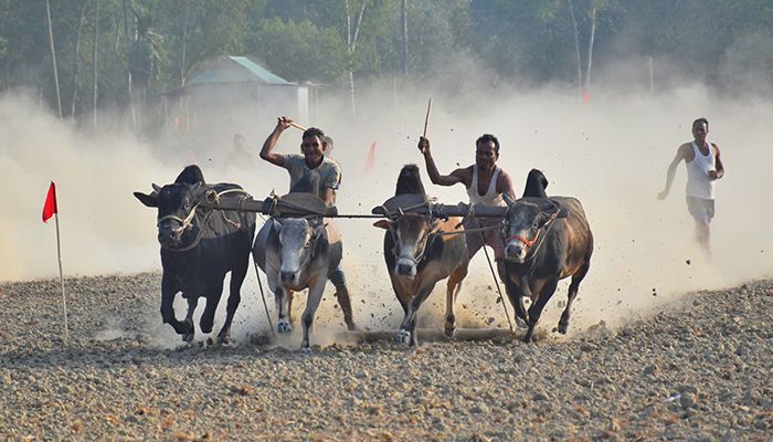 গ্রাম বাংলার ঐতিহ্যবাহী গরুর ‘মই দৌড়’