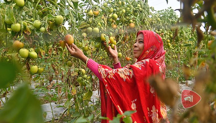 হাইব্রিড টমেটোর রঙিন সাফল্য