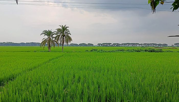 অনিন্দ্যসুন্দর চলনবিল