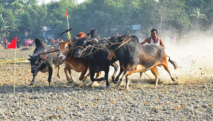 গ্রাম বাংলার ঐতিহ্যবাহী গরুর ‘মই দৌড়’
