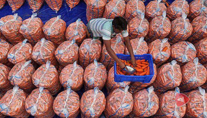 সিংগাইরে গাজর চাষে সবুজ বিপ্লব