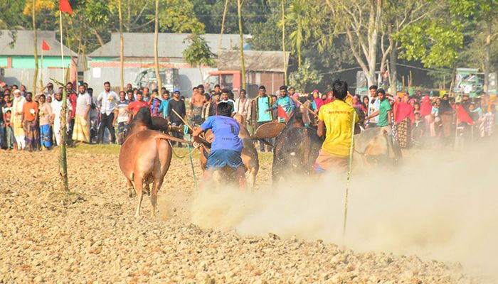 গ্রাম বাংলার ঐতিহ্যবাহী গরুর ‘মই দৌড়’