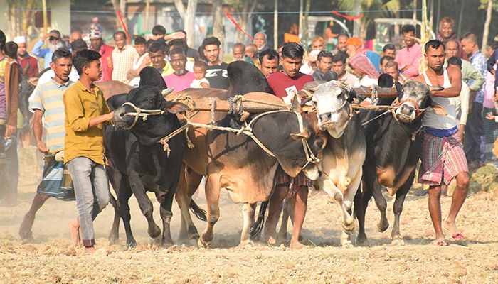 গ্রাম বাংলার ঐতিহ্যবাহী গরুর ‘মই দৌড়’