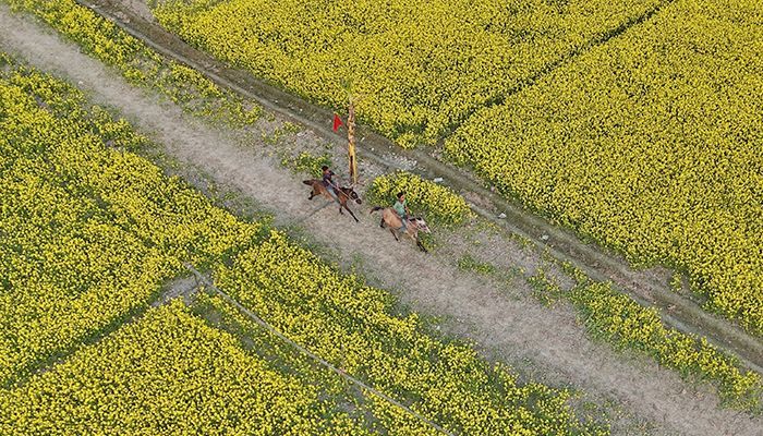 বগুড়ায় ঐতিহ্যবাহী ঘোড়দৌড় প্রতিযোগিতা