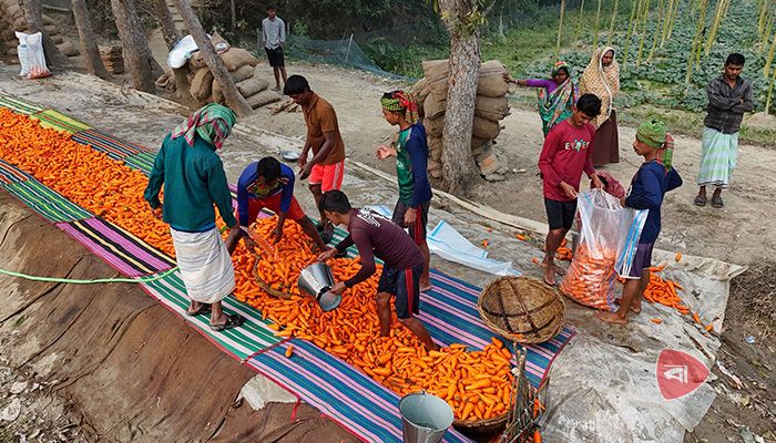 সিংগাইরে গাজর চাষে সবুজ বিপ্লব