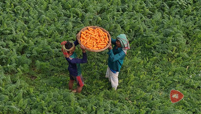 সিংগাইরে গাজর চাষে সবুজ বিপ্লব