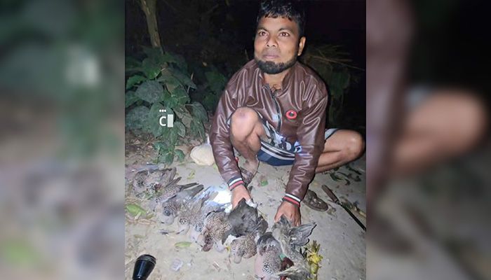 বিষটোপে চলছে অবাধে পাখি শিকার 
