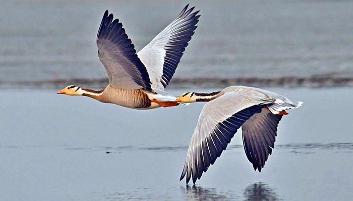 রংপুরের তিস্তা নদীতে দাগি রাজহাঁস। প্রবা ফটো