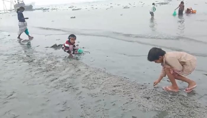 কারখানার দূষিত বর্জ্যে মেঘনায় ভেসে উঠছে মরা মাছ