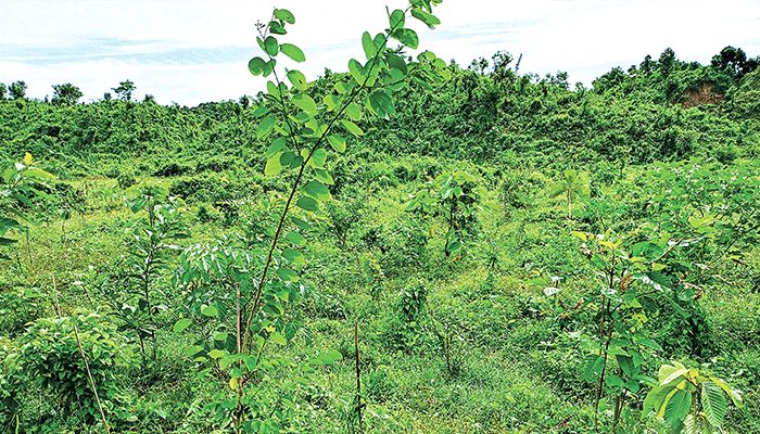 বিরানভূমিতে আবার সবুজের সমারোহ