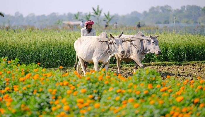 ফুলের রাজ্য গদখালী