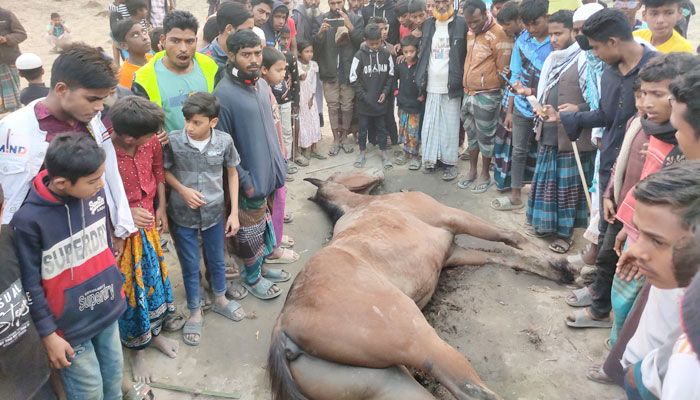 ‘দাপট দৌড়ে’ প্রাণ গেল ঘোড়ার
