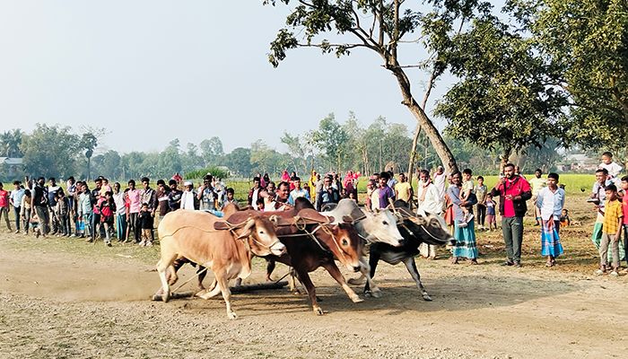 মাদারগঞ্জের তারতাপাড়া এলাকায় রবিবার ষাঁড়ের মই দৌড় প্রতিযোগিতা অনুষ্ঠিত হয়। প্রবা ফটো