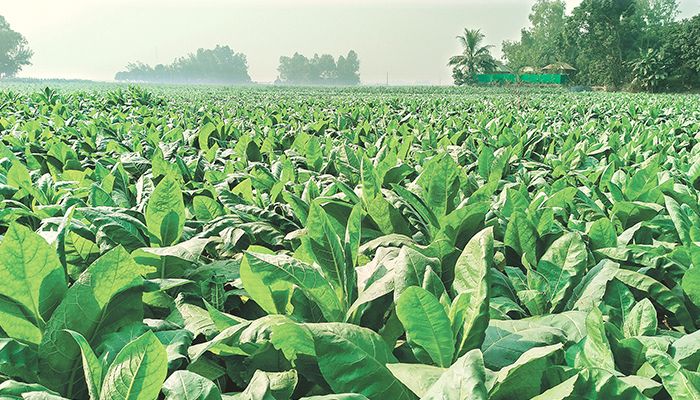 লাভের ফাঁদে তামাক চাষ