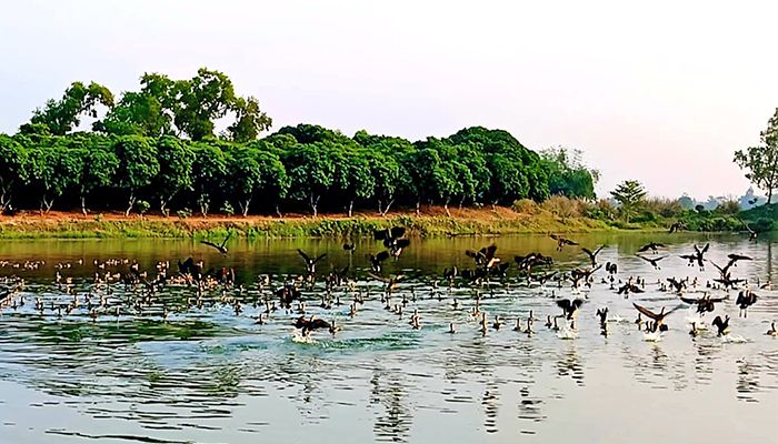 শীত এলে যেখানে বসে অতিথি পাখির মেলা