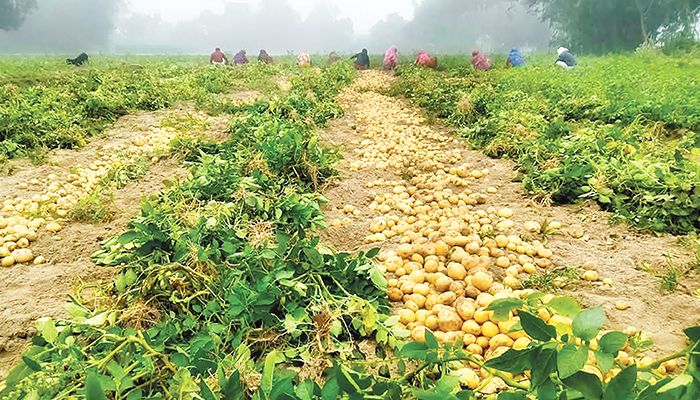 পানির দামে আলু, দিশেহারা কৃষক