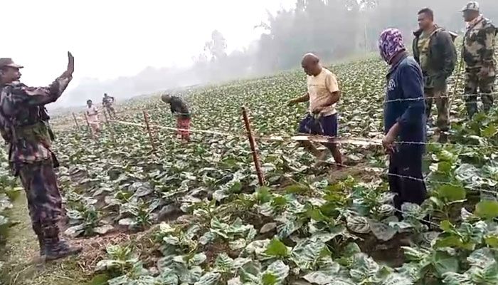 কাঁটাতারের বেড়ায় এবার বিএসএফের বাঁশ