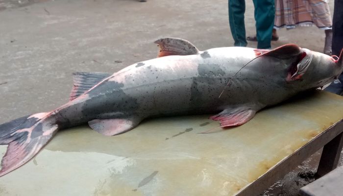 এক বাঘাইড়ের দাম ৪৮ হাজার টাকা