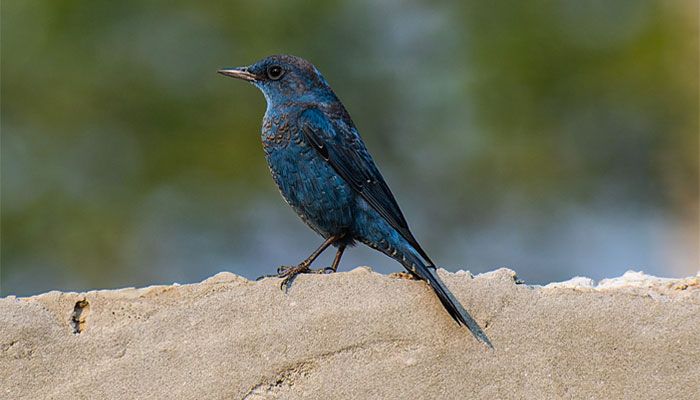 অতি সুন্দর নীল দোয়েল