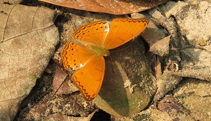 বিপন্ন রাজকিঙ্কর